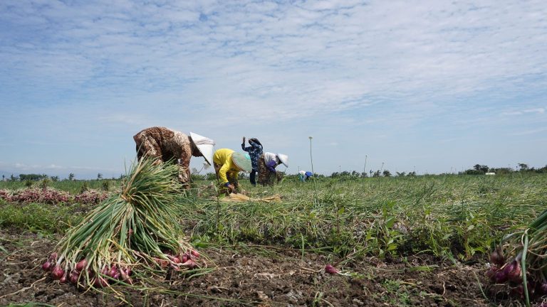 bawang-panen