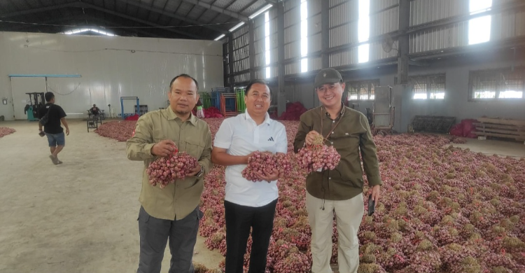 DPKP BREBES BAWANG MERAH