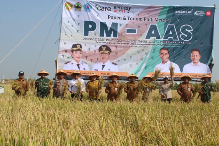 PANEN DAN TANAM PADI METODE PM-AAS